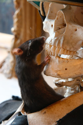 Banksy Crude Oils rat