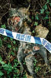 dead_fox.jpg (78902 bytes)